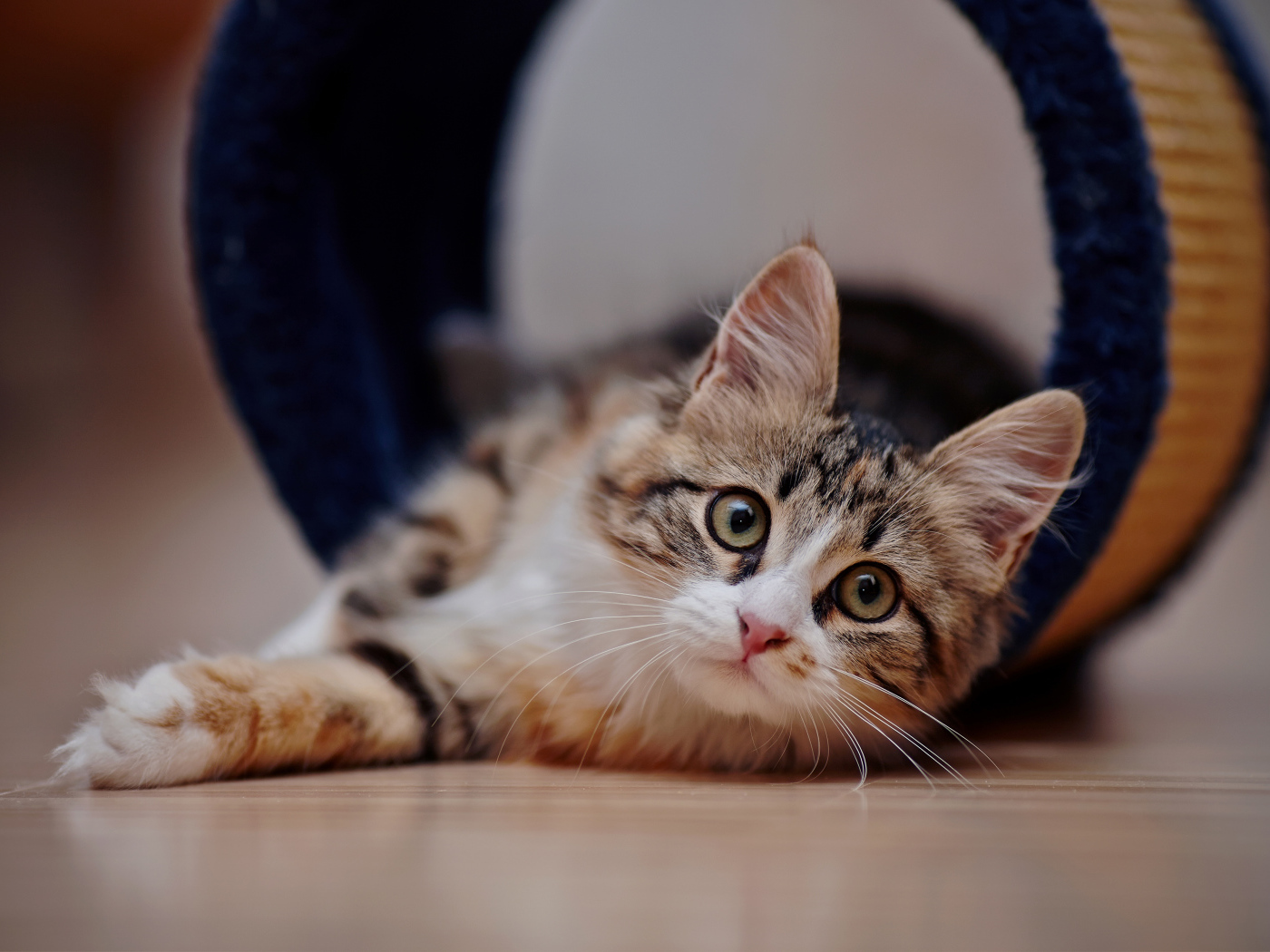 Взгляд любопытного серого кота