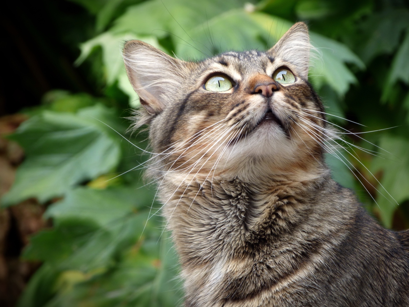 Взгляд серого зеленоглазого кота на фоне зеленых листьев