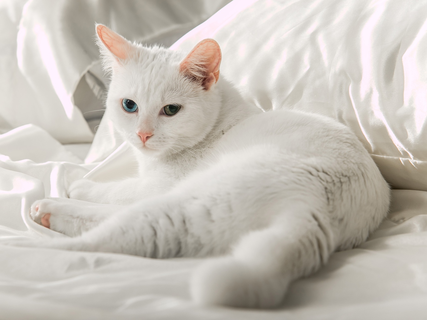 Белая кошка породы ангора лежит на кровати 