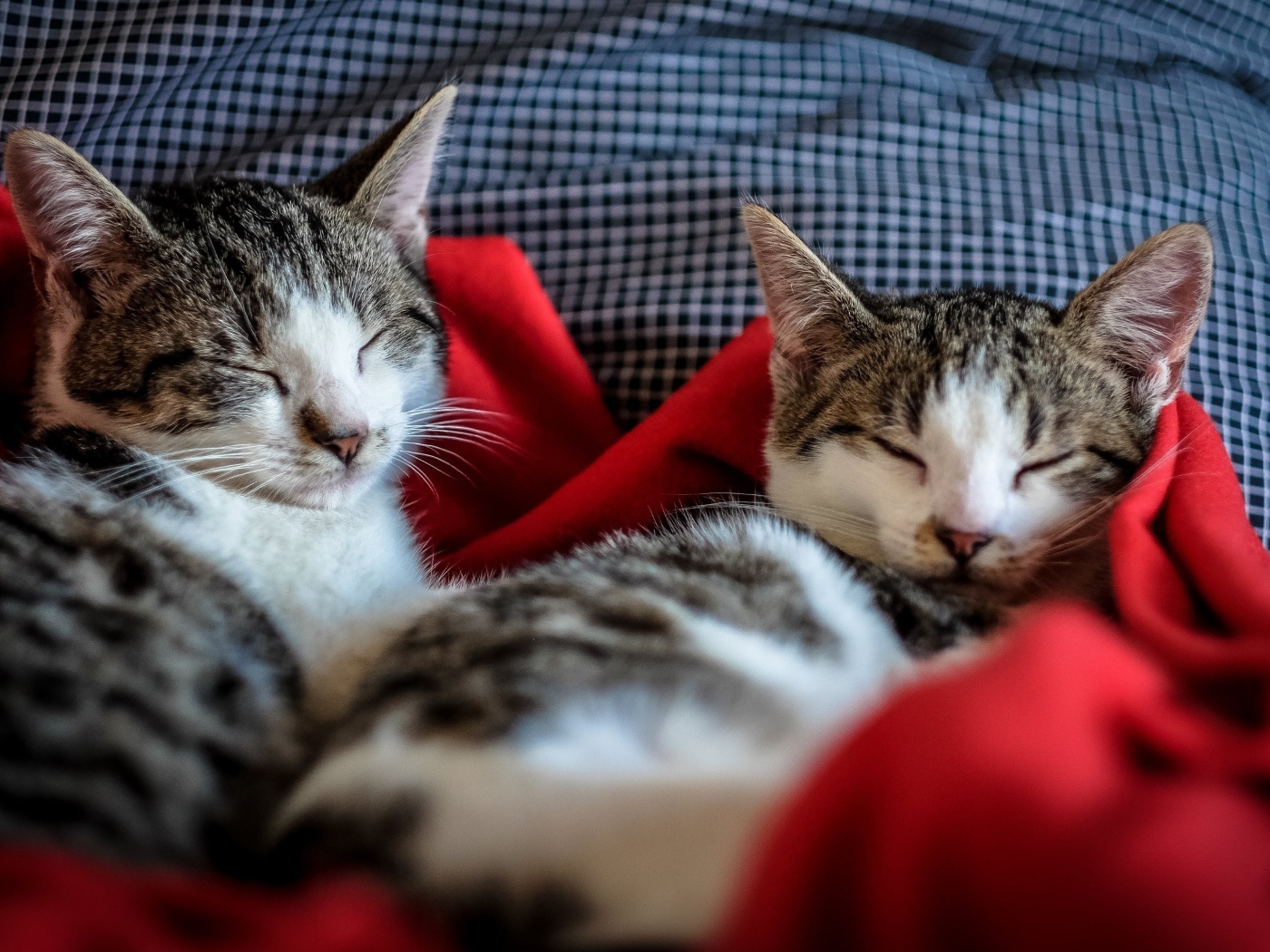 Два кота спят на кровати