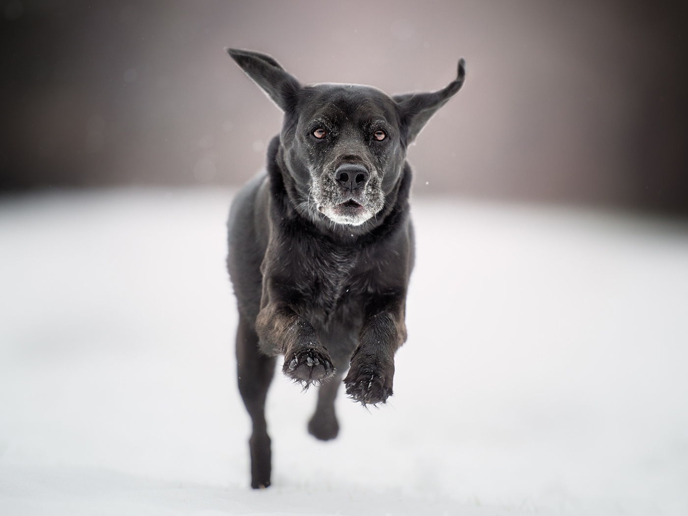 Черная собака бежит по белому снегу