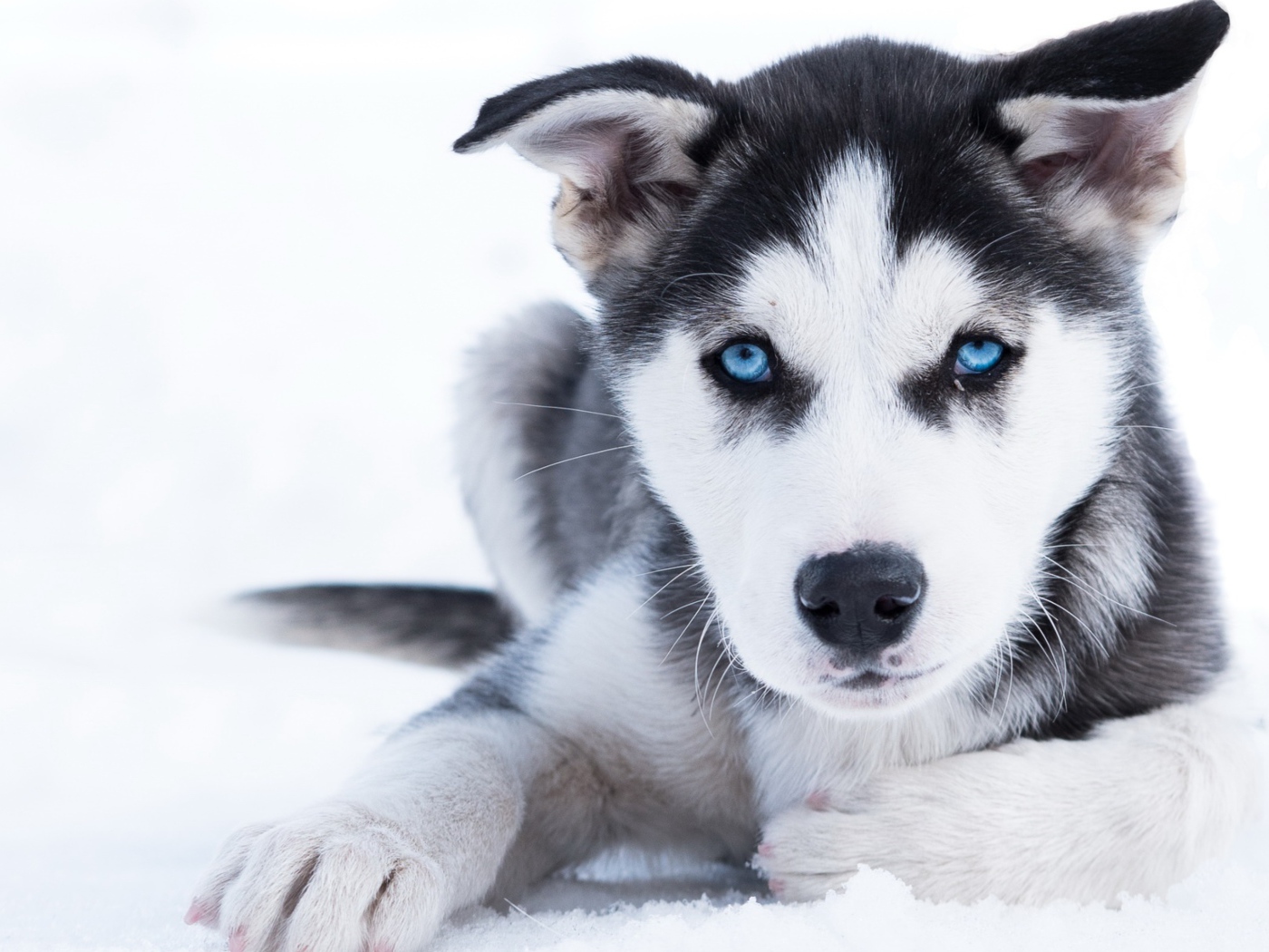Голубоглазый щенок хаски лежит на снегу