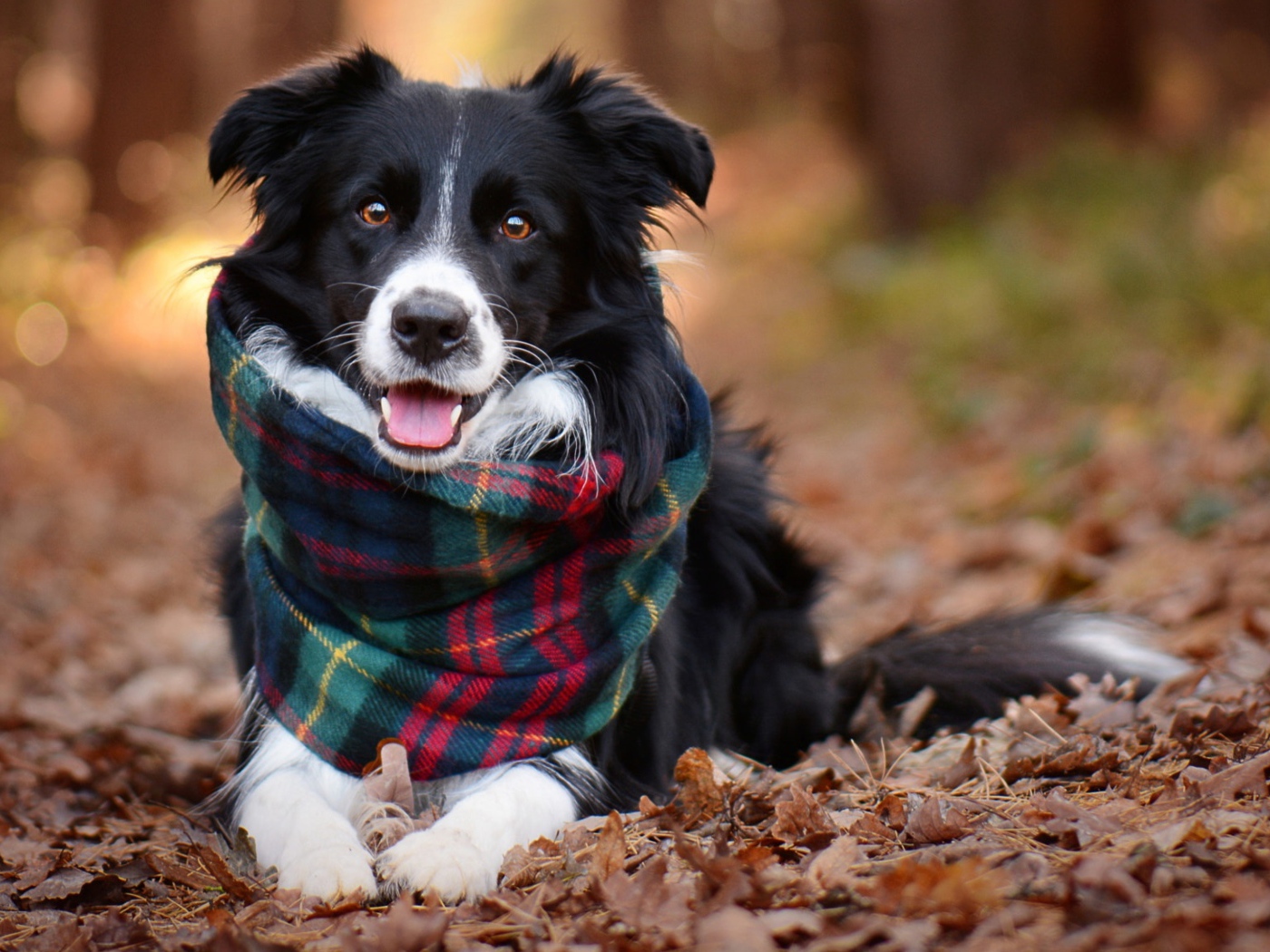Собака породы бордер колли с шарфом лежит на сухой траве