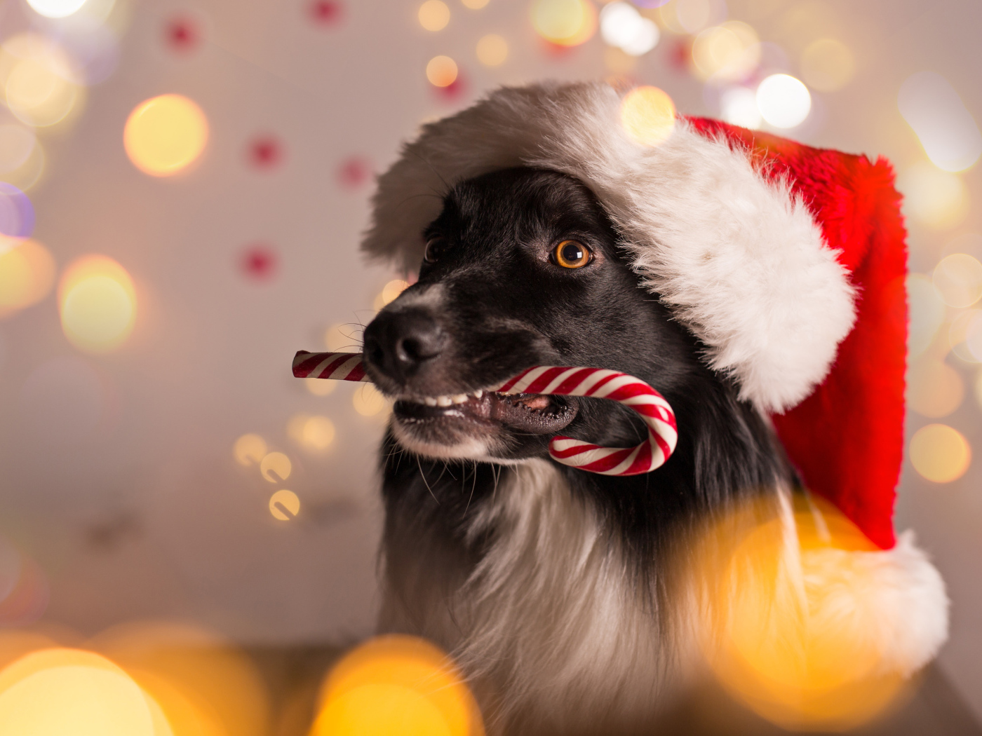 Собака в красном колпаке Санта Клауса с конфетой в зубах на Новый год 