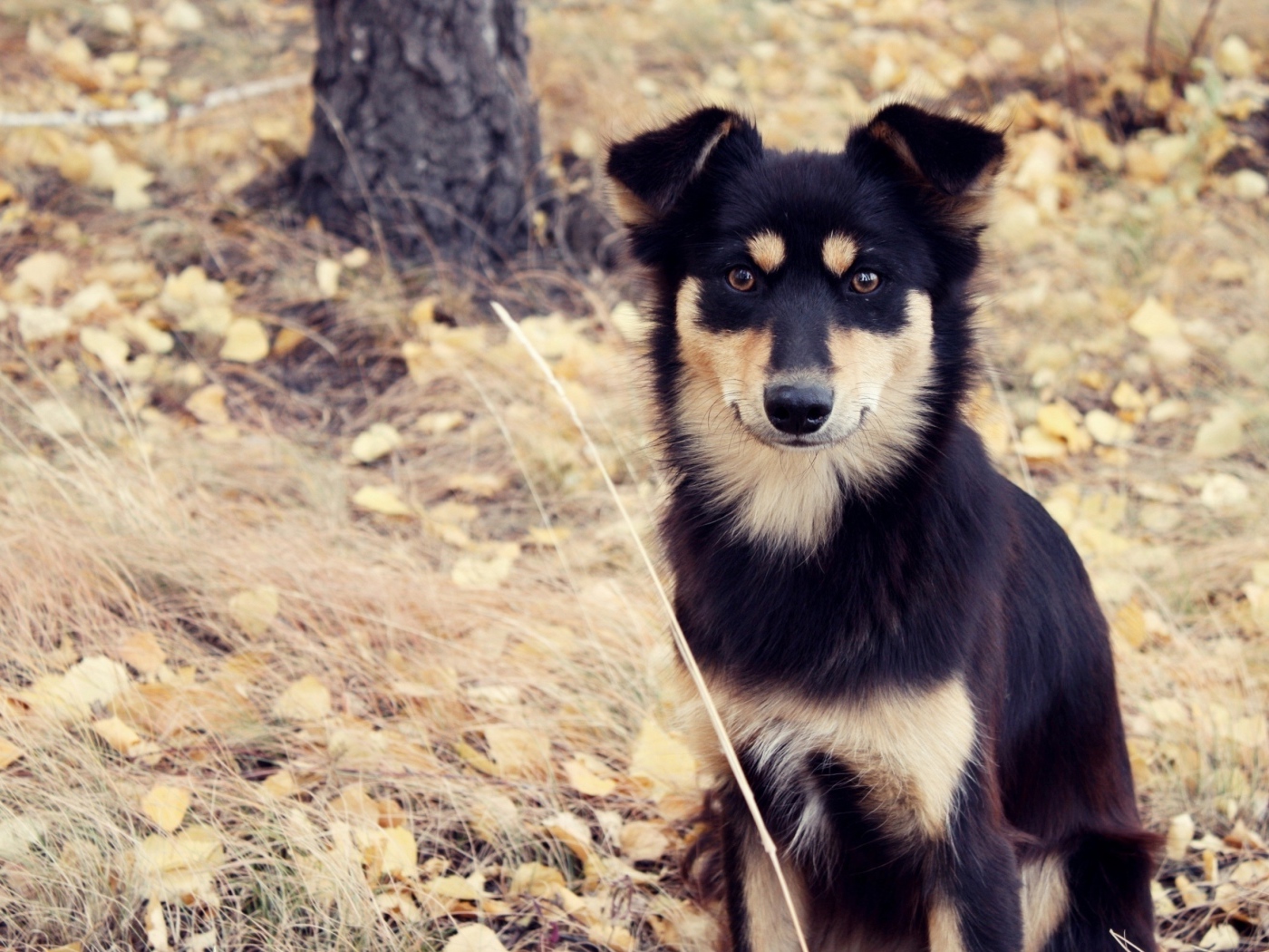 Собака сидит на сухой траве осенью