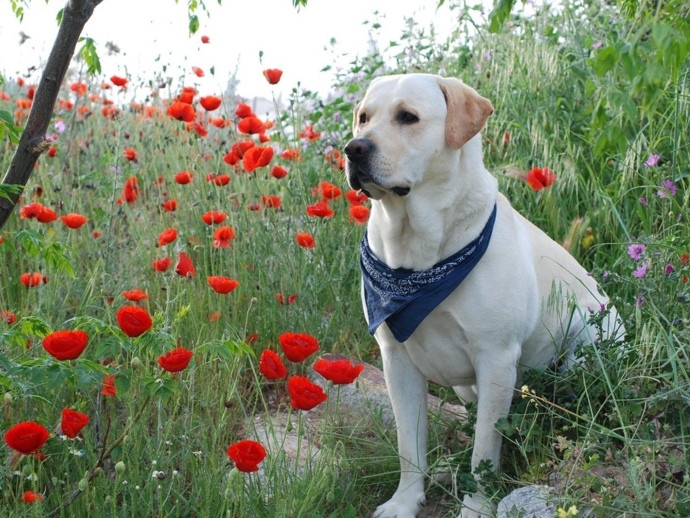 Золотистый ретривер с платком на шее сидит в красных маках