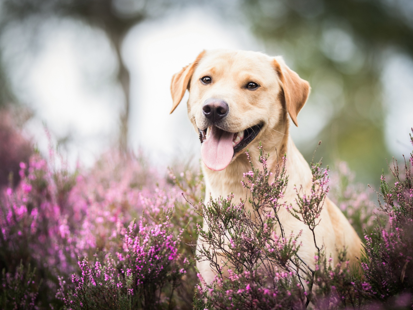 Золотистый ретривер с высунутым языком сидит в розовых цветах 