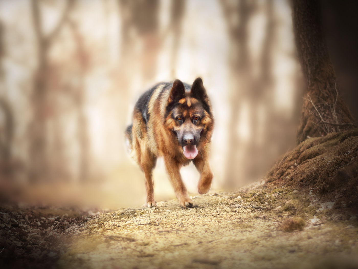 Большая немецкая овчарка бежит по лесной дороге 