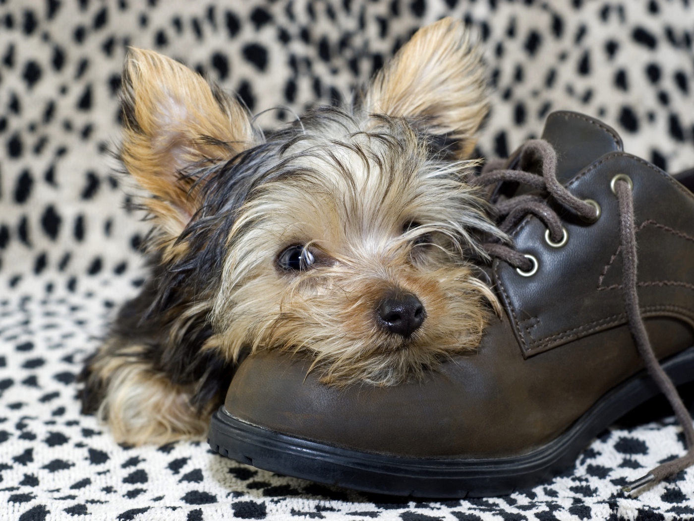 Щенок йоркширского терьера спит на кожаном ботинке