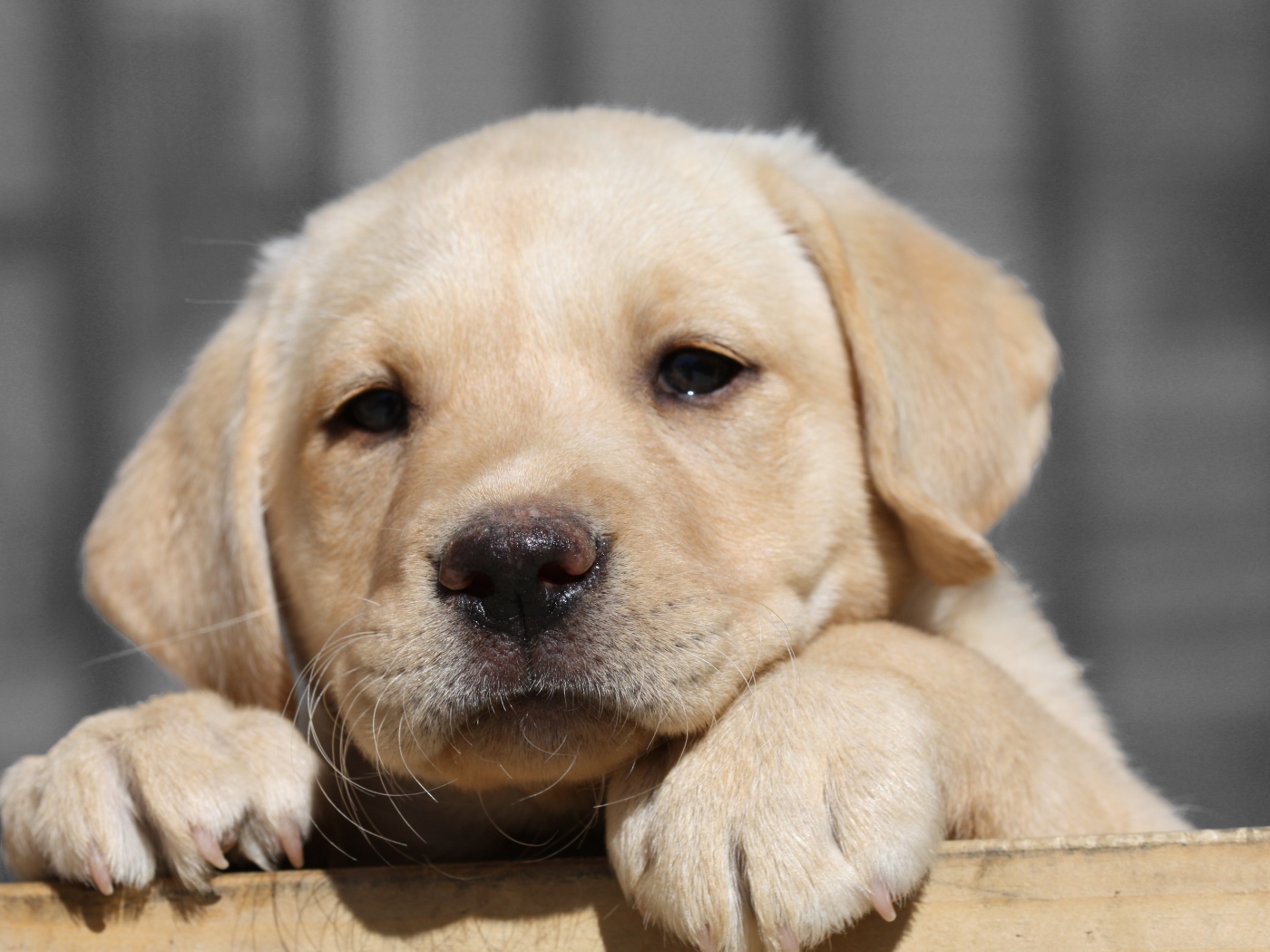 Грустный щенок золотистого ретривера с мокрым носом