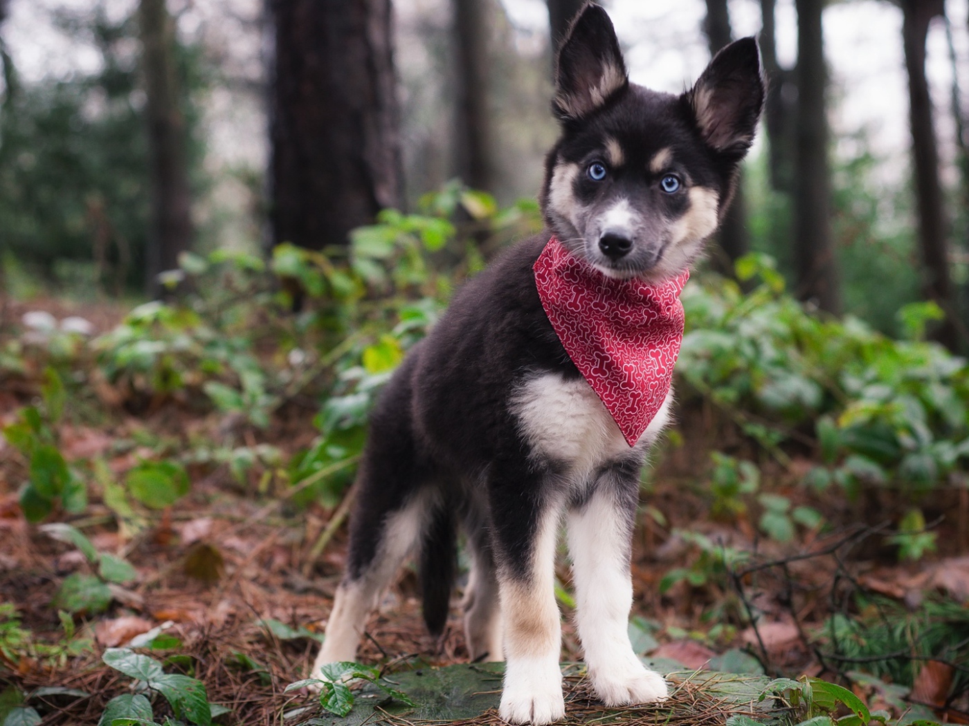 Маленький голубоглазый щенок с платком на шее в лесу 
