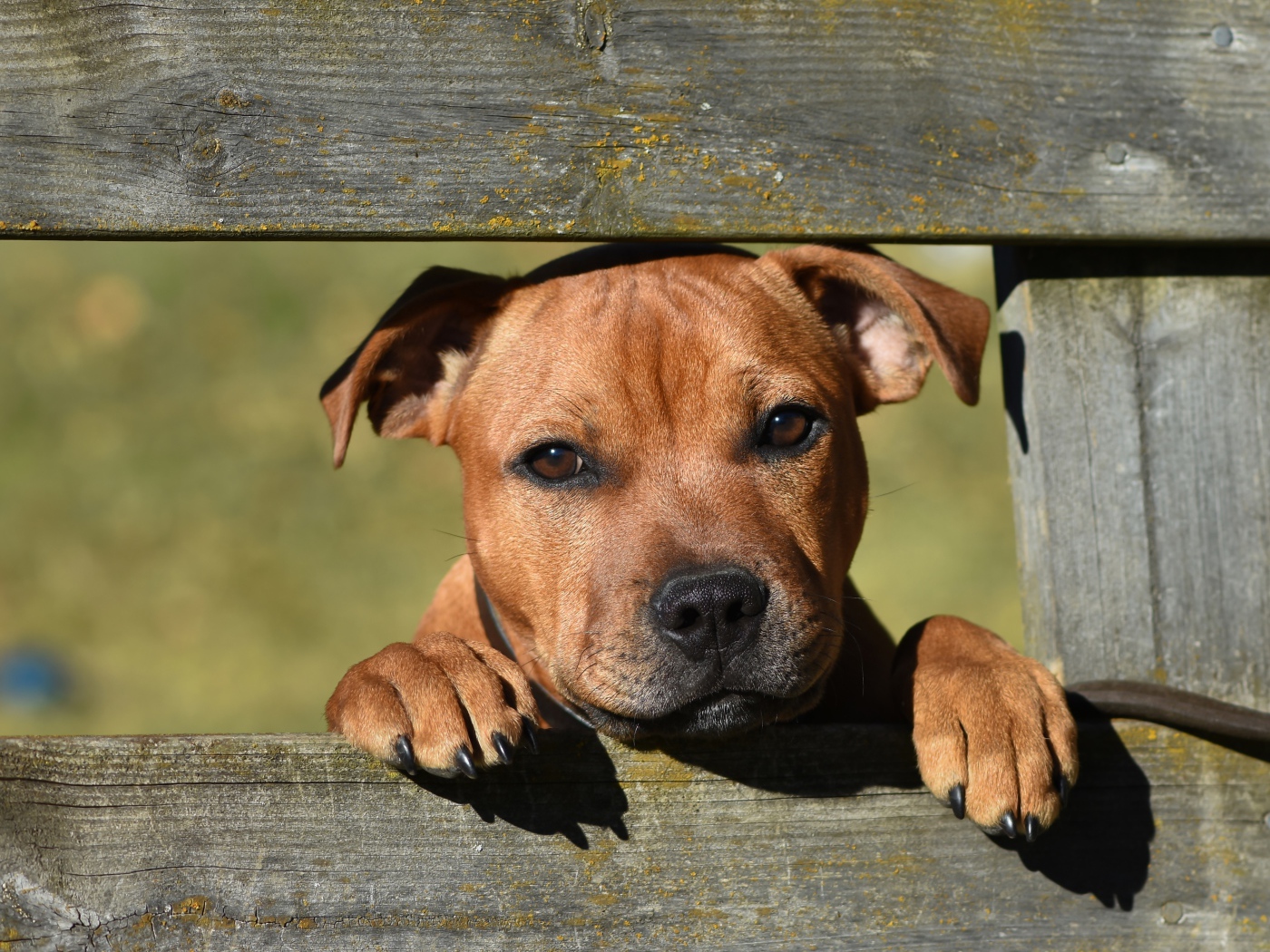 Маленький щенок породы стаффордширский бультерьер у забора