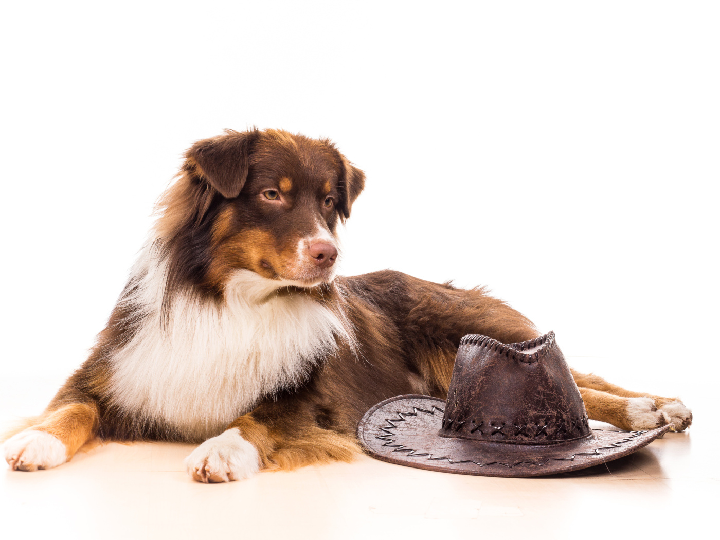 Австралийская Овчарка с ковбойской шляпой на белом фоне