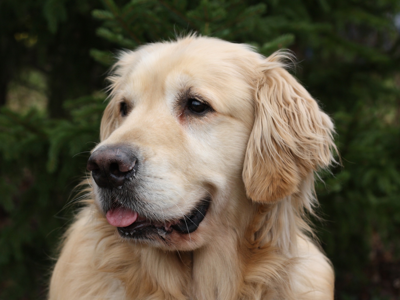 Красивый золотистый ретривер с высунутым языком