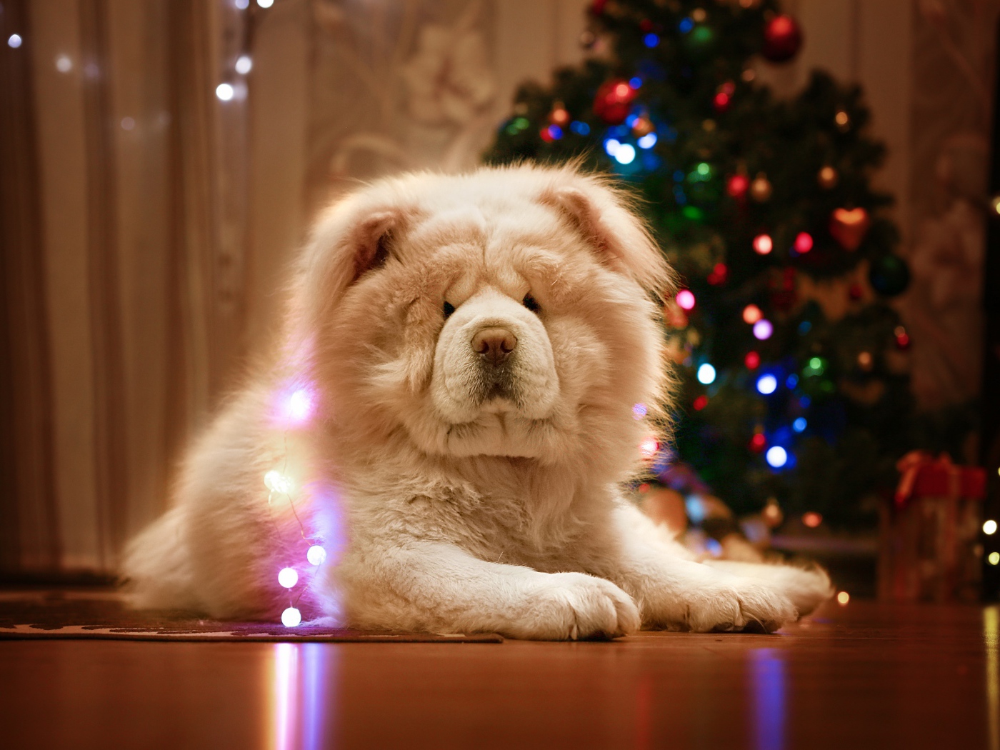 Большой красивый пес породы чау чау