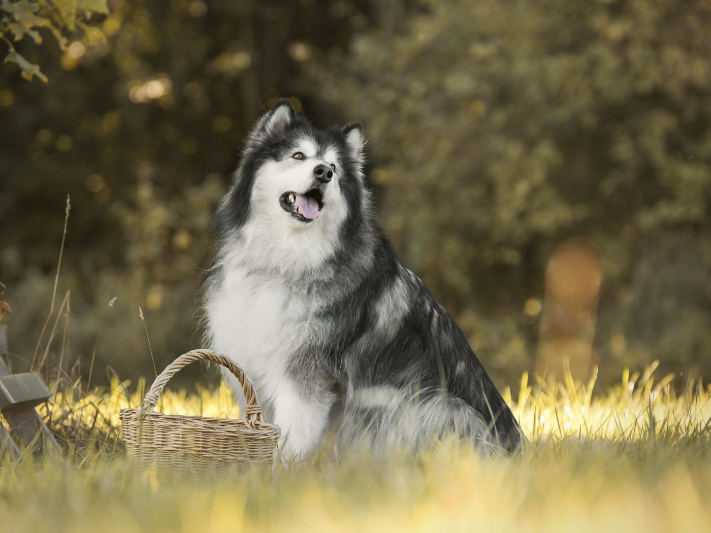 Big dog sits on the grass with a basket