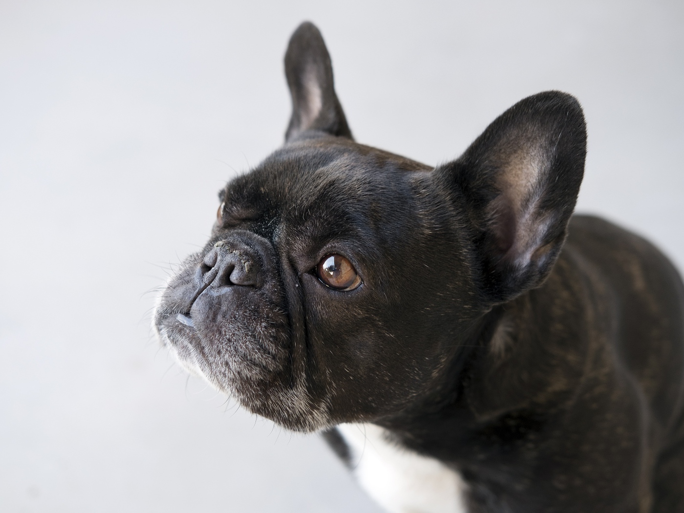 Черный французский бульдог на сером фоне