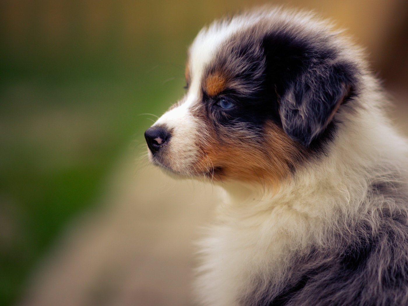 Голубоглазый щенок австралийской овчарки