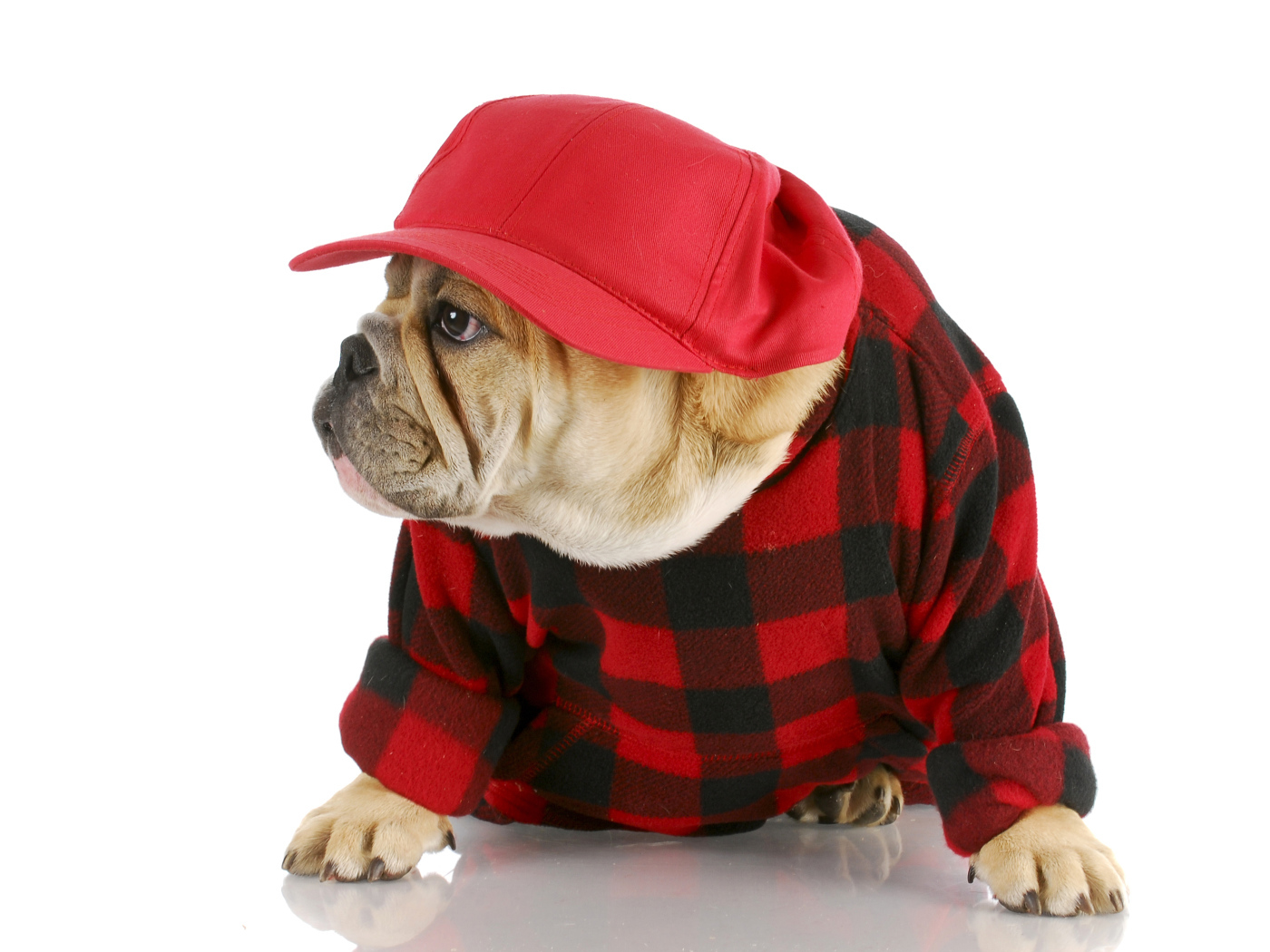 Бульдог в бейсболке на белом фоне