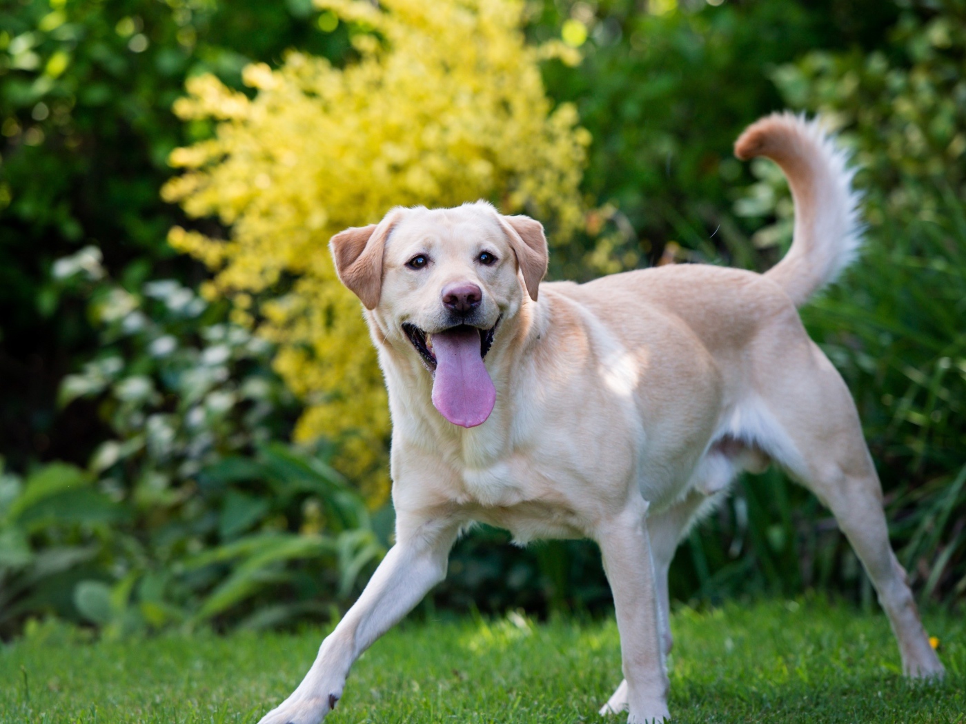 Веселый золотистый ретривер с высунутым языком 