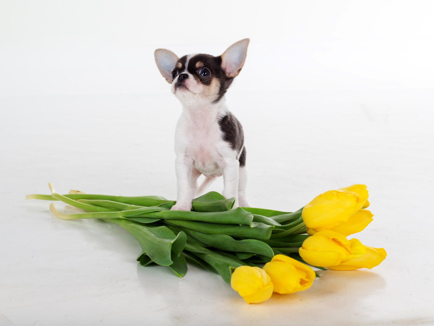 Щенок чихуахуа с букетом желтых тюльпанов на сером фоне