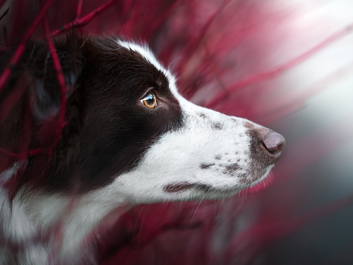 Любопытный взгляд  собаки породы бордер колли