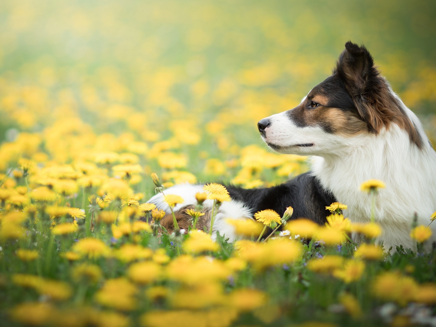 Собака породы бордер колли лежит в желтых одуванчиках 