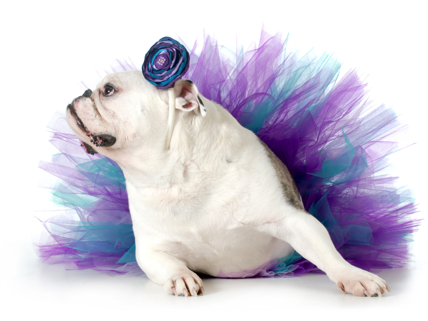 Английский бульдог в костюме на белом фоне