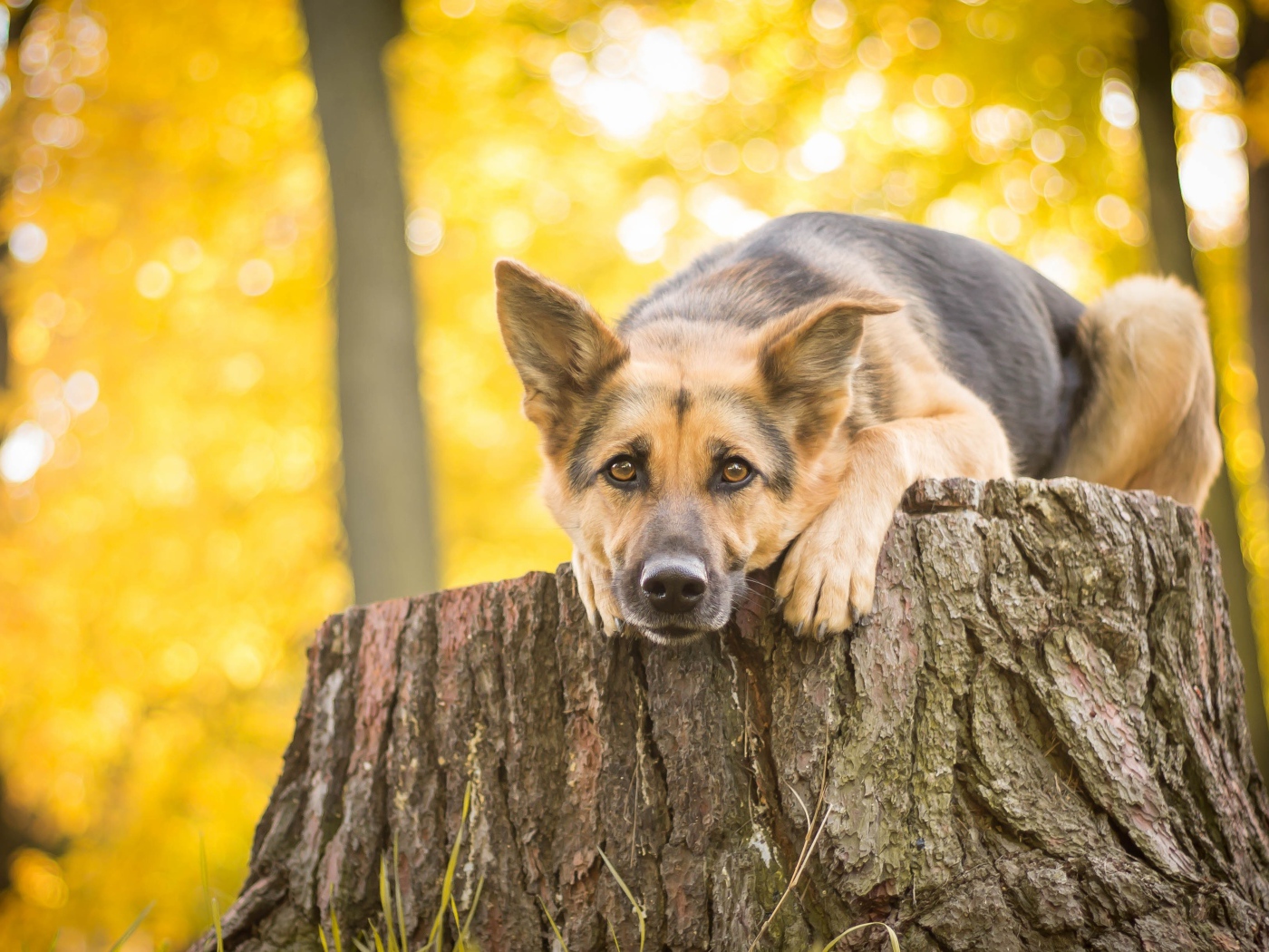 Немецкая овчарка лежит на пне