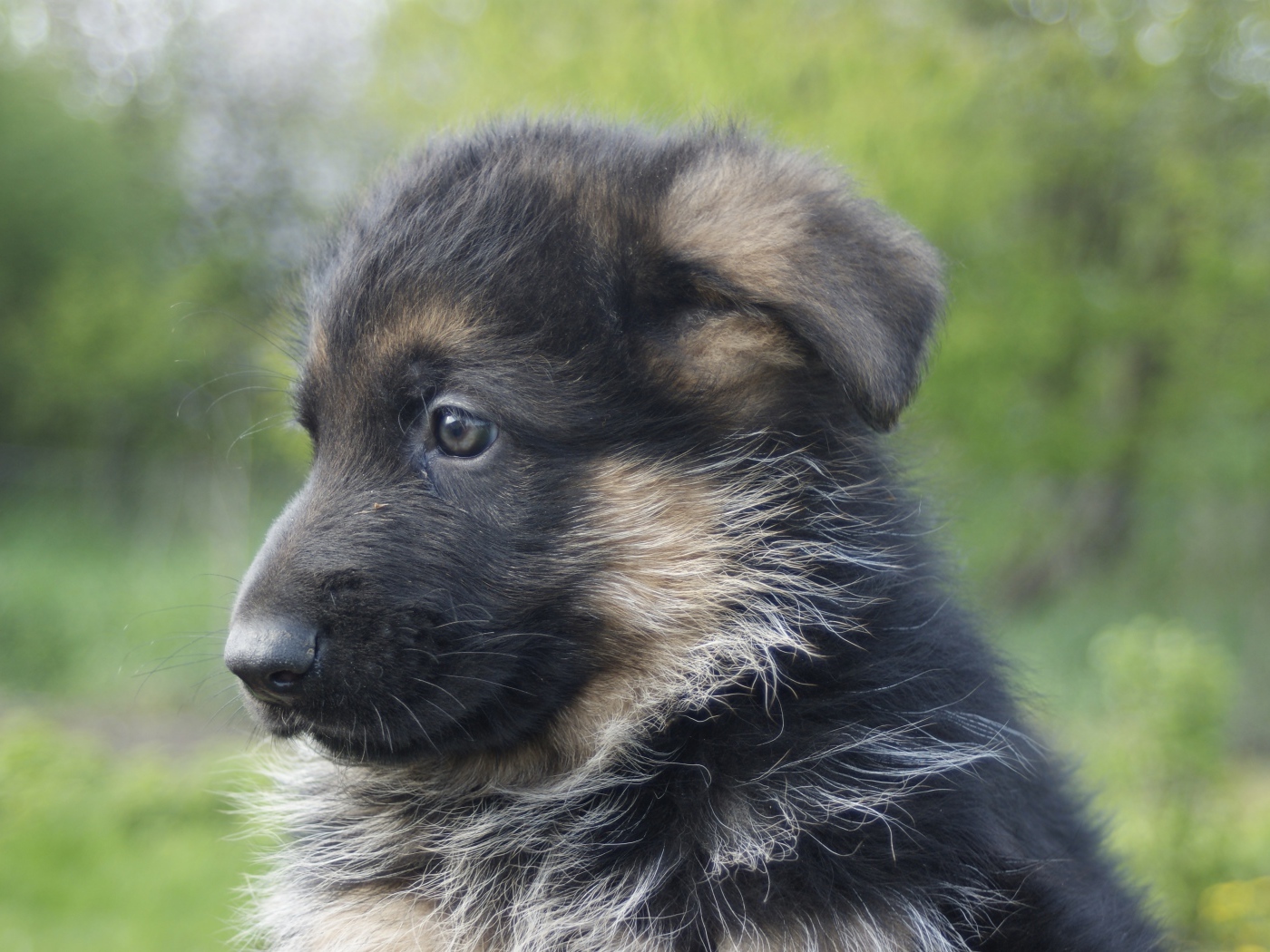 Щенок немецкой овчарки крупным планом