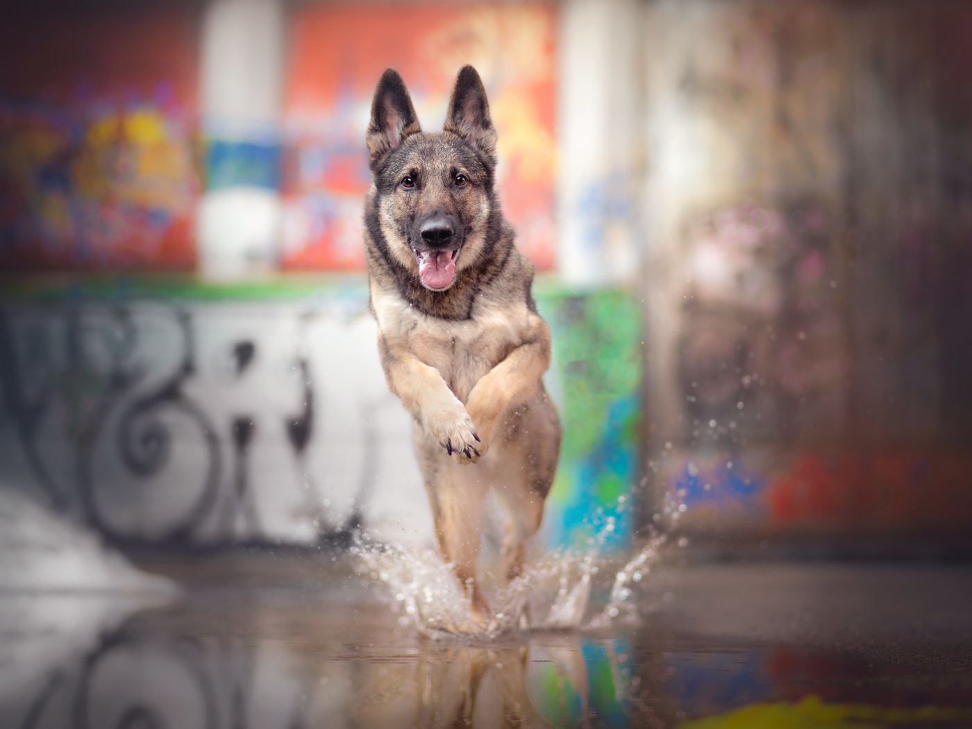 Немецкая овчарка с высунутым языком бежит по воде 