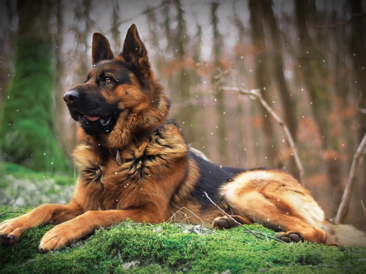 Немецкая овчарка лежит на покрытой мхом земле