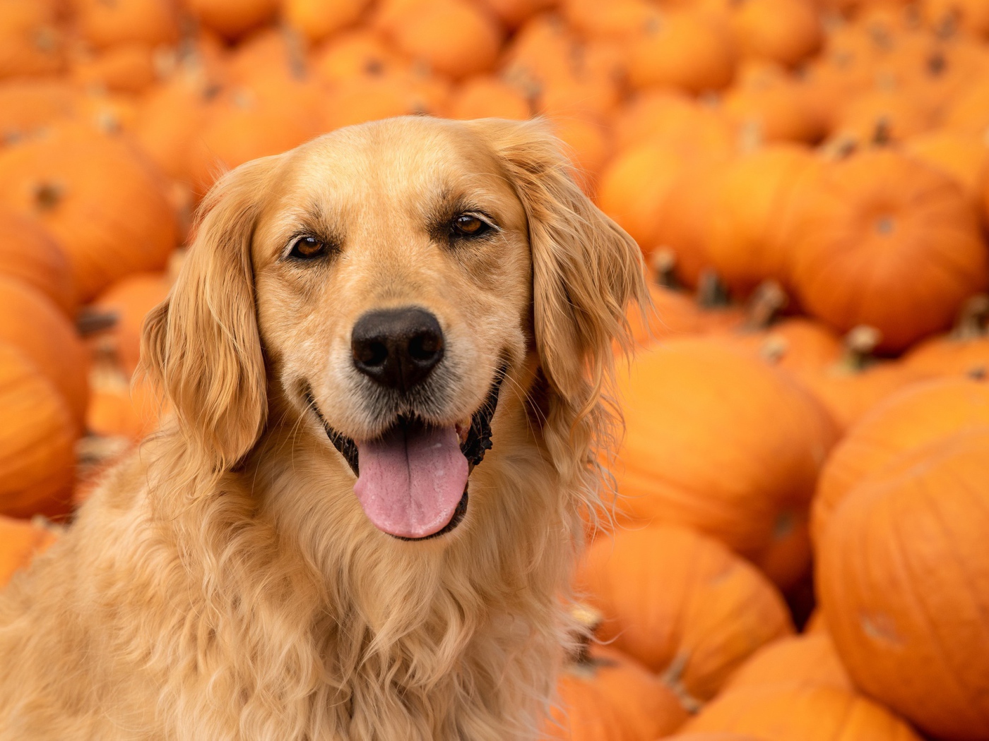Золотистый ретривер с высунутым языком на фоне тыкв