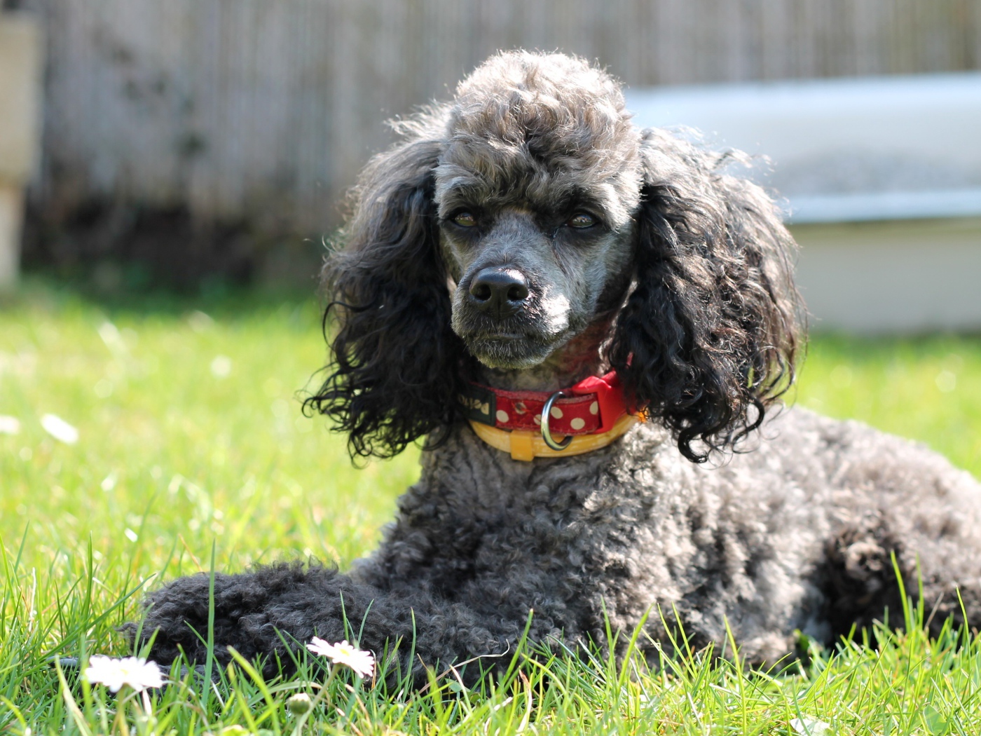 Серый пудель с ошейником лежит на зеленой траве