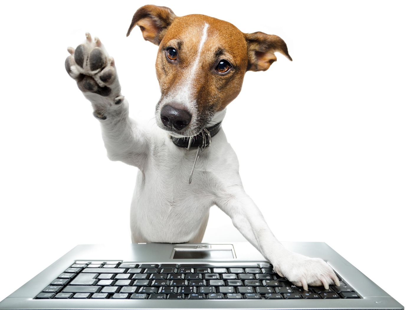 Джек рассел терьер с клавиатурой на белом фоне