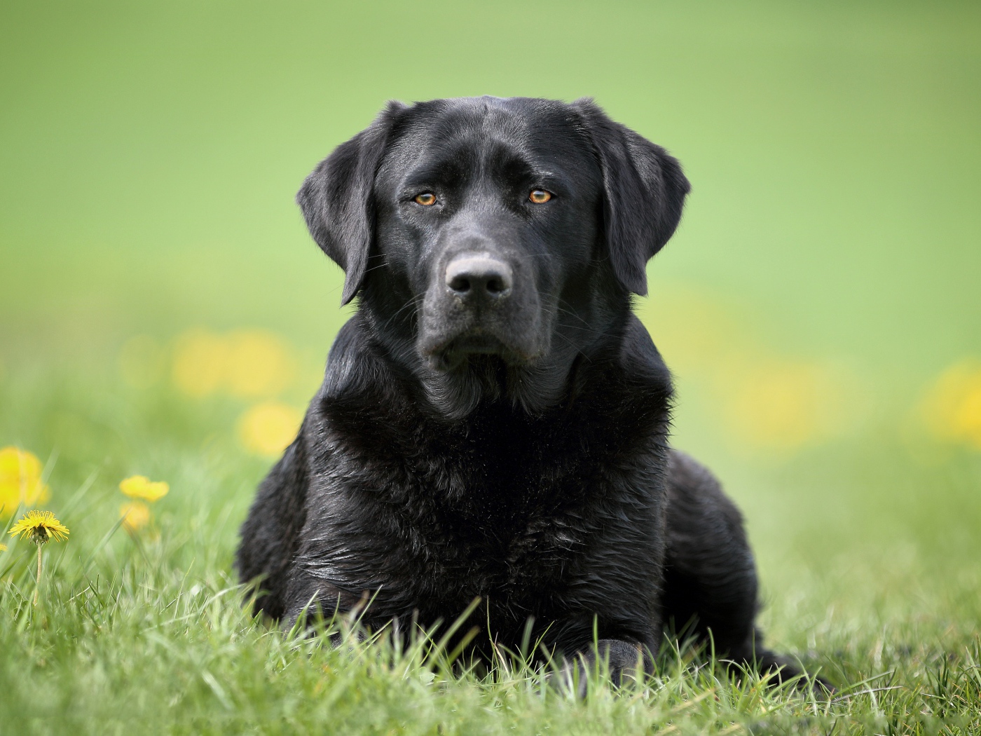 Большой черный лабрадор лежит на траве