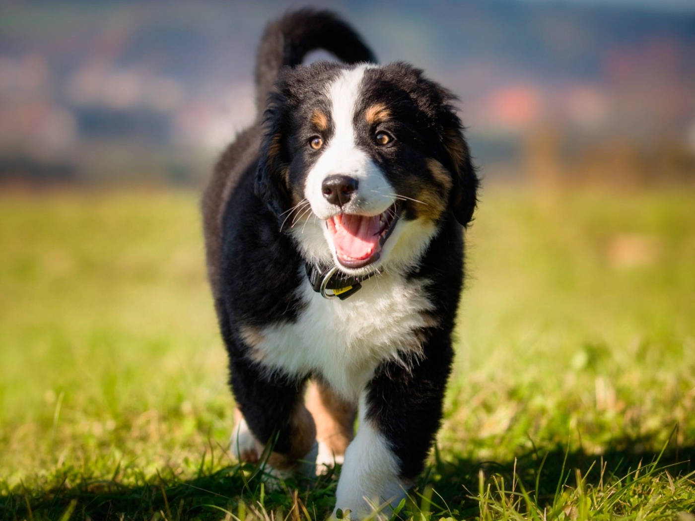 Маленький щенок австралийской овчарки на зеленой траве