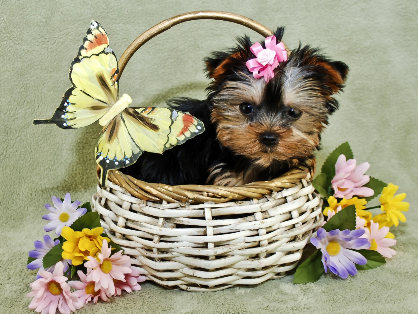 Маленький щенок йоркширского терьера в корзине