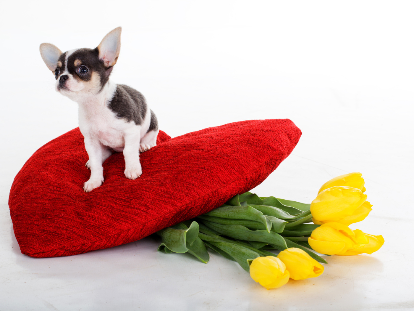 Маленький чихуахуа сидит на большом красном сердце с букетом тюльпанов
