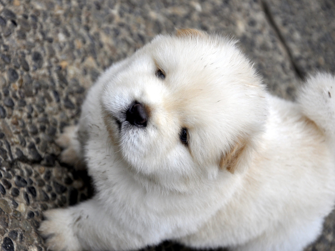 Маленький пушистый щенок чау чау