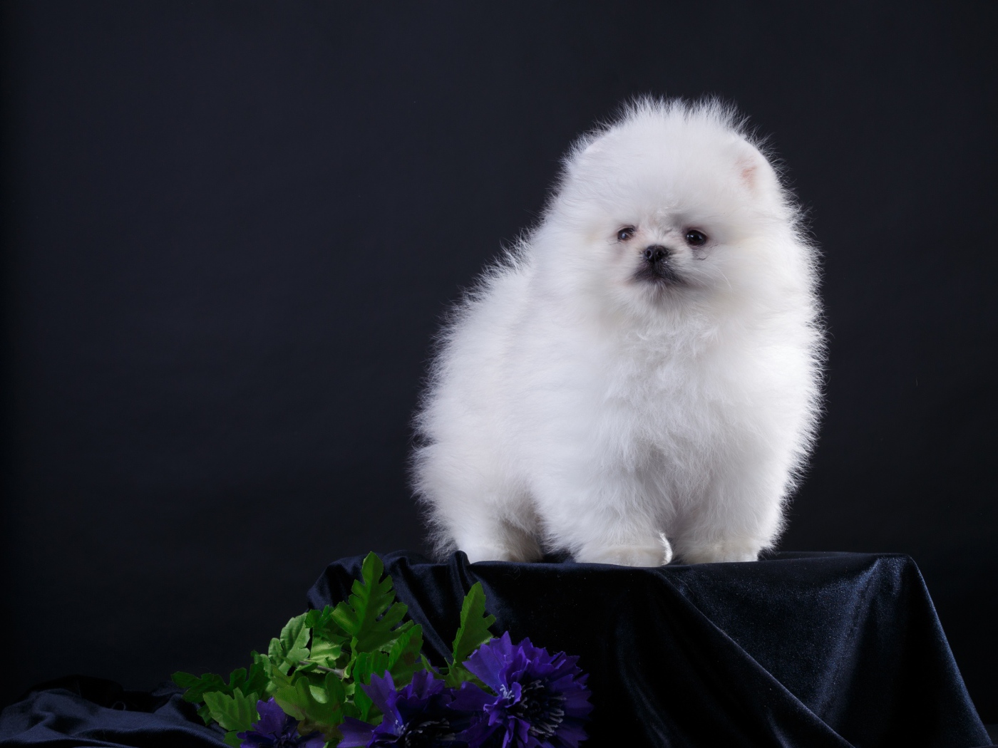 Маленький пушистый белый шпиц на черном фоне