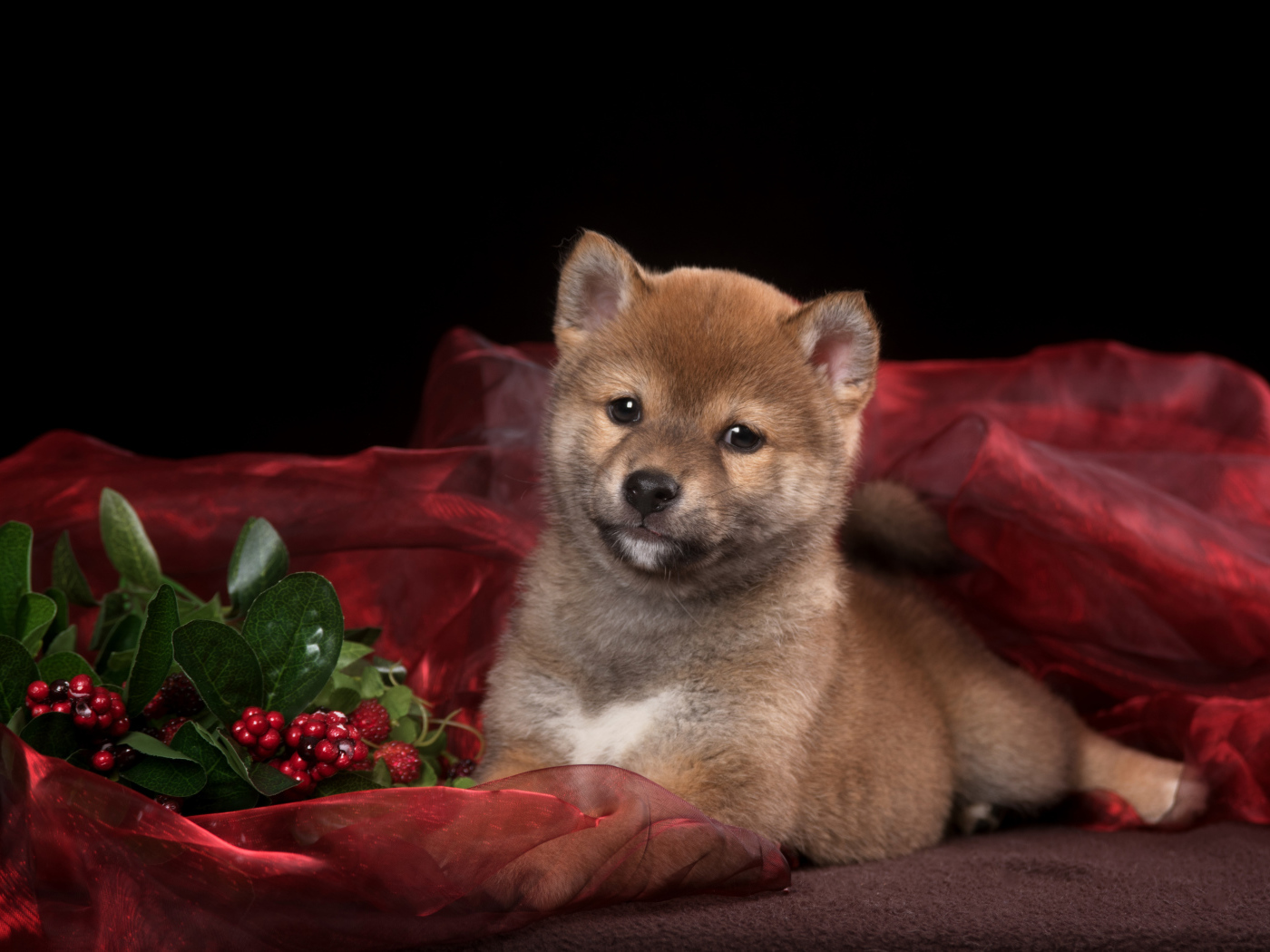 Маленький щенок Сиба-ину на красном покрывале