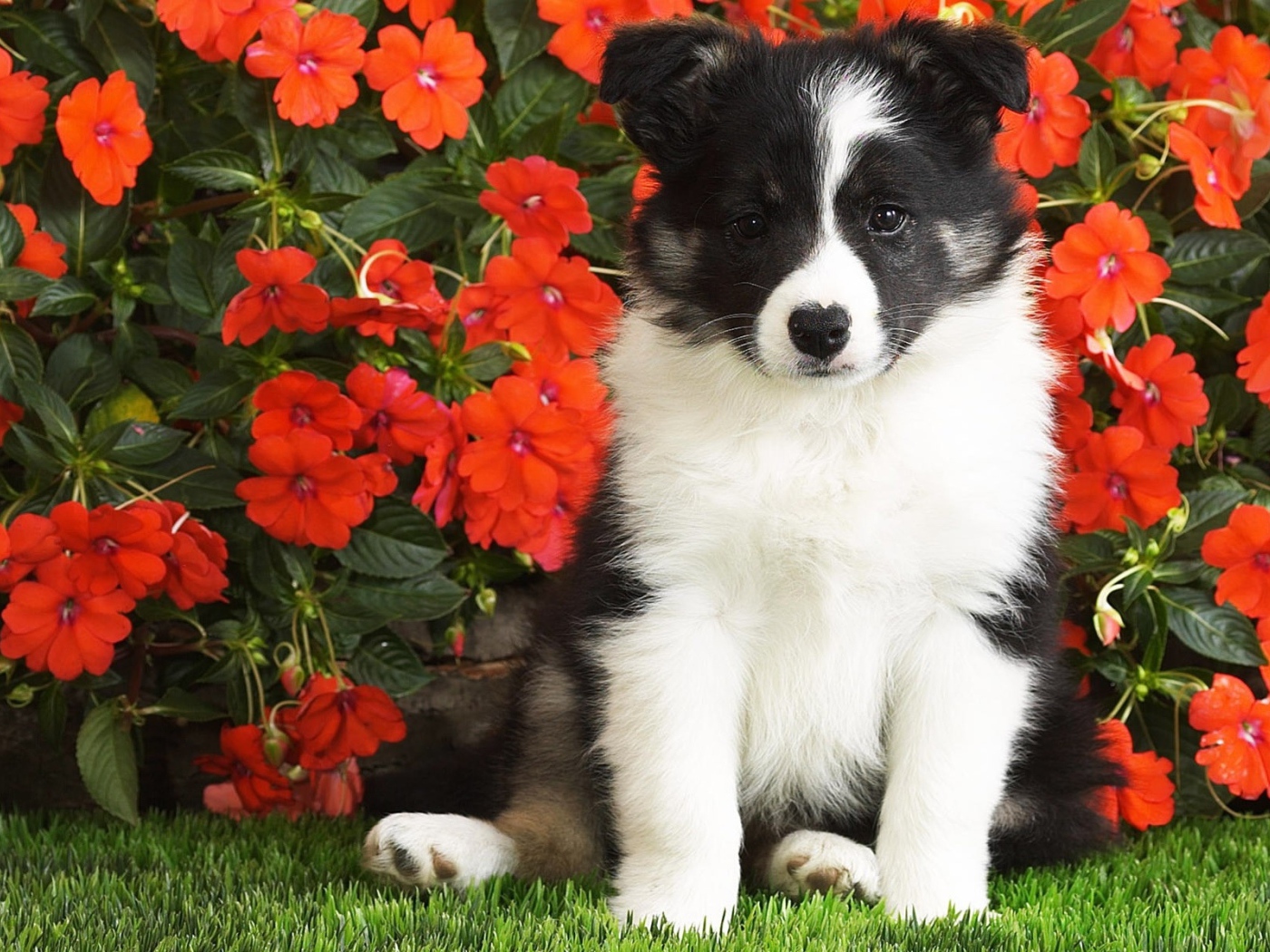 Маленький щенок сидит в красных цветах