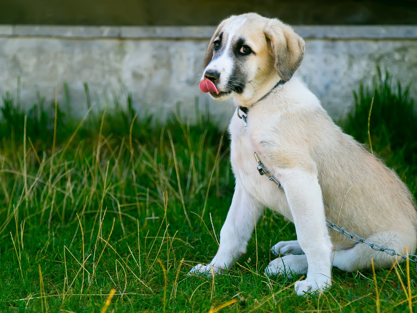 Маленький щенок с высунутым языком на цепи