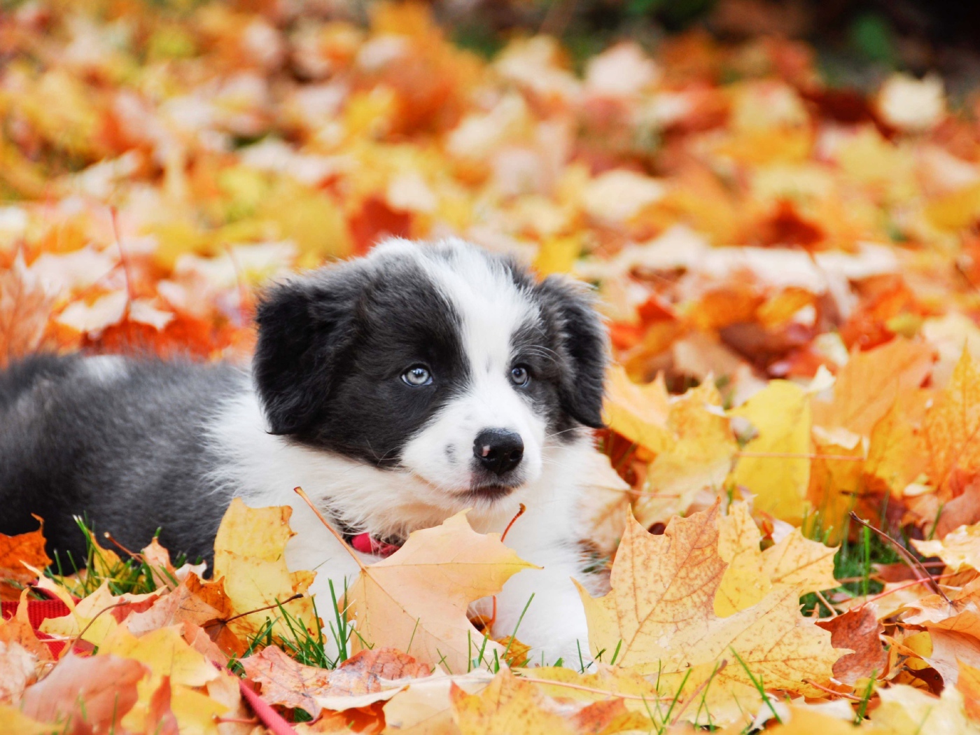 Щенок бордер колли лежит на опавшей листве