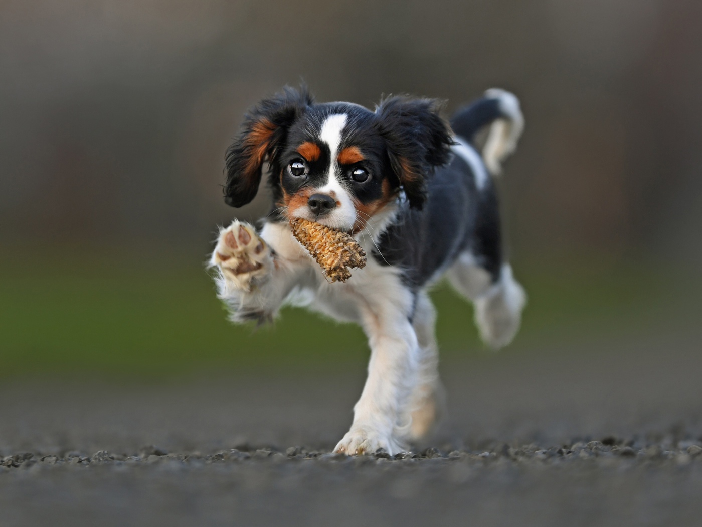 Щенок Кинг чарльз спаниель бежит по дороге