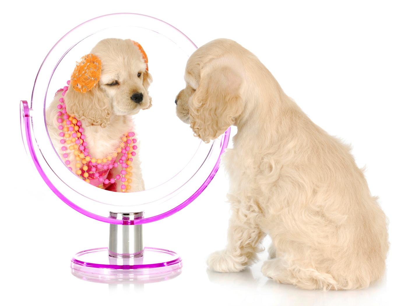 Щенок спаниеля смотрит в зеркало на белом фоне