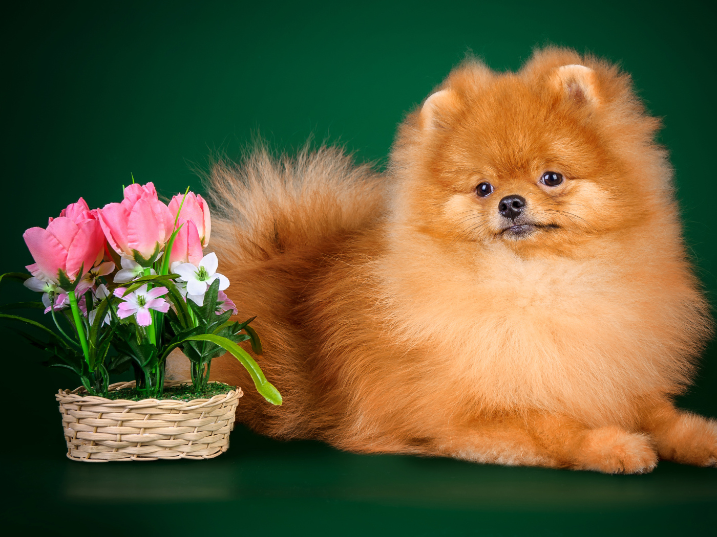 Рыжий шпиц на зеленом фоне