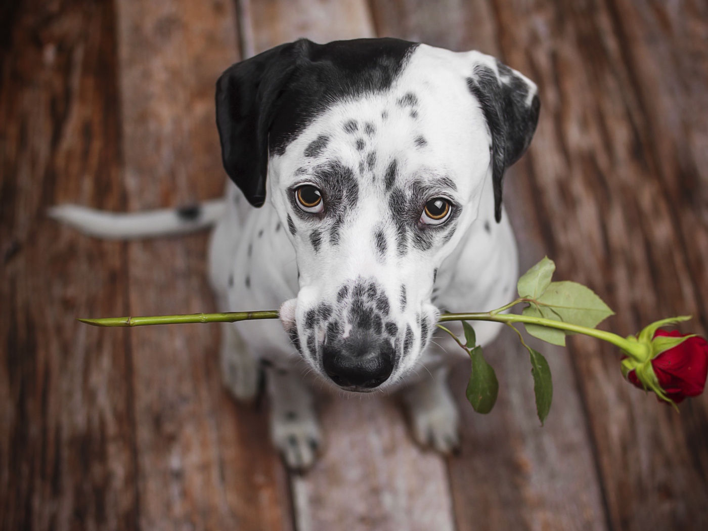 Грустный далматин с красной розой в пасти