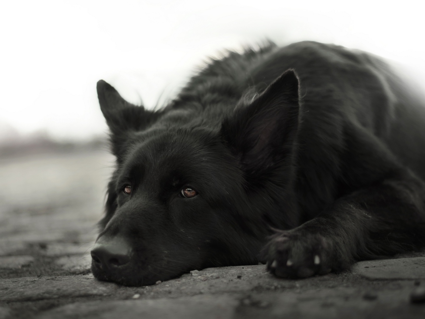 Грустная немецкая овчарка лежит на земле